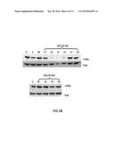 LNA ANTISENSE OLIGONUCLEOTIDES FOR THE MODULATION OF MYC EXPRESSION diagram and image