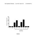 LNA ANTISENSE OLIGONUCLEOTIDES FOR THE MODULATION OF MYC EXPRESSION diagram and image