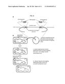 METHODS OF IN VIVO ENGINEERING OF LARGE SEQUENCES USING MULTIPLE     CRISPR/CAS SELECTIONS OF RECOMBINEERING EVENTS diagram and image