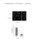 USE AND TREATMENT OF DI-AMINO ACID REPEAT-CONTAINING PROTEINS ASSOCIATED     WITH ALS diagram and image