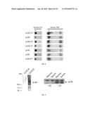 USE AND TREATMENT OF DI-AMINO ACID REPEAT-CONTAINING PROTEINS ASSOCIATED     WITH ALS diagram and image