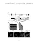 USE AND TREATMENT OF DI-AMINO ACID REPEAT-CONTAINING PROTEINS ASSOCIATED     WITH ALS diagram and image