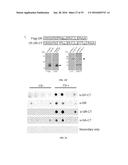 USE AND TREATMENT OF DI-AMINO ACID REPEAT-CONTAINING PROTEINS ASSOCIATED     WITH ALS diagram and image