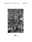 Apple tree named  ANABP 01  diagram and image