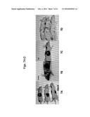 ERYTHROPOIETIN AND FIBRONECTIN COMPOSITIONS FOR THERAPEUTIC AND COSMETIC     APPLICATIONS diagram and image