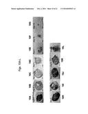 ERYTHROPOIETIN AND FIBRONECTIN COMPOSITIONS FOR THERAPEUTIC AND COSMETIC     APPLICATIONS diagram and image