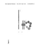 BACTERIAL TOXINS AND USES THEREOF AS RAS SPECIFIC PROTEASES diagram and image