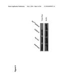 BACTERIAL TOXINS AND USES THEREOF AS RAS SPECIFIC PROTEASES diagram and image