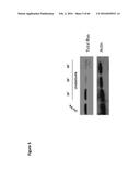 BACTERIAL TOXINS AND USES THEREOF AS RAS SPECIFIC PROTEASES diagram and image