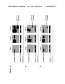 BACTERIAL TOXINS AND USES THEREOF AS RAS SPECIFIC PROTEASES diagram and image