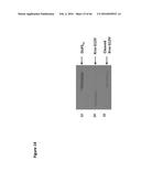 BACTERIAL TOXINS AND USES THEREOF AS RAS SPECIFIC PROTEASES diagram and image