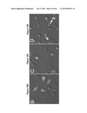 BACTERIAL TOXINS AND USES THEREOF AS RAS SPECIFIC PROTEASES diagram and image