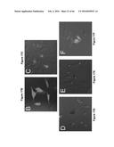 BACTERIAL TOXINS AND USES THEREOF AS RAS SPECIFIC PROTEASES diagram and image