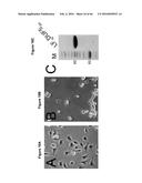 BACTERIAL TOXINS AND USES THEREOF AS RAS SPECIFIC PROTEASES diagram and image