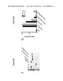 BACTERIAL TOXINS AND USES THEREOF AS RAS SPECIFIC PROTEASES diagram and image