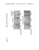 BACTERIAL TOXINS AND USES THEREOF AS RAS SPECIFIC PROTEASES diagram and image