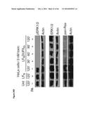 BACTERIAL TOXINS AND USES THEREOF AS RAS SPECIFIC PROTEASES diagram and image