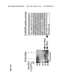 BACTERIAL TOXINS AND USES THEREOF AS RAS SPECIFIC PROTEASES diagram and image