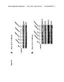 BACTERIAL TOXINS AND USES THEREOF AS RAS SPECIFIC PROTEASES diagram and image