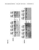 BACTERIAL TOXINS AND USES THEREOF AS RAS SPECIFIC PROTEASES diagram and image