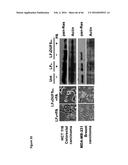 BACTERIAL TOXINS AND USES THEREOF AS RAS SPECIFIC PROTEASES diagram and image