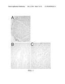 Method for Decellularization of Tissue Grafts diagram and image