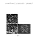 Method for Decellularization of Tissue Grafts diagram and image