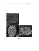 Method for Decellularization of Tissue Grafts diagram and image