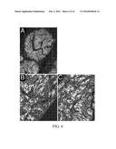 Method for Decellularization of Tissue Grafts diagram and image