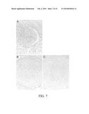 Method for Decellularization of Tissue Grafts diagram and image