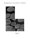 Method for Decellularization of Tissue Grafts diagram and image