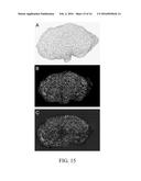 Method for Decellularization of Tissue Grafts diagram and image