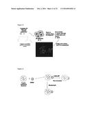 Substituted Heterocyclic Compounds for Treating or Preventing Viral     Infections diagram and image