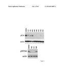 3-(ARYL OR HETEROARYL) METHYLENEINDOLIN-2-ONE DERIVATIVES AS INHIBITORS OF     CANCER STEM CELL PATHWAY KINASES FOR THE TREATMENT OF CANCER diagram and image