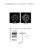 COVALENT TETHERING OF FUNCTIONAL GROUPS TO PROTEINS diagram and image