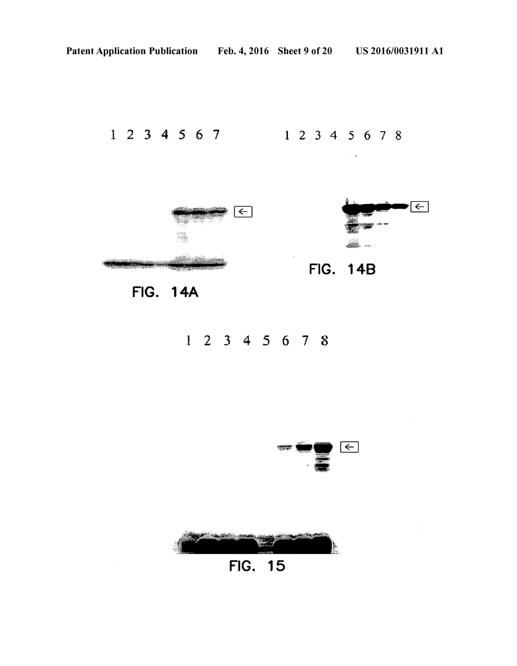 COVALENT TETHERING OF FUNCTIONAL GROUPS TO PROTEINS - diagram, schematic, and image 10