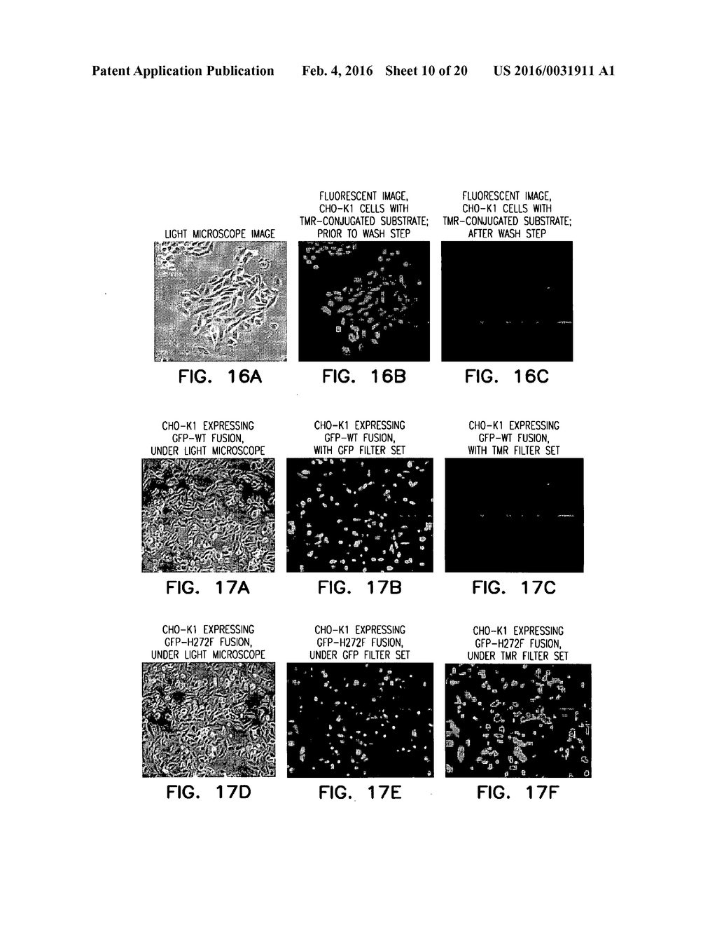 COVALENT TETHERING OF FUNCTIONAL GROUPS TO PROTEINS - diagram, schematic, and image 11