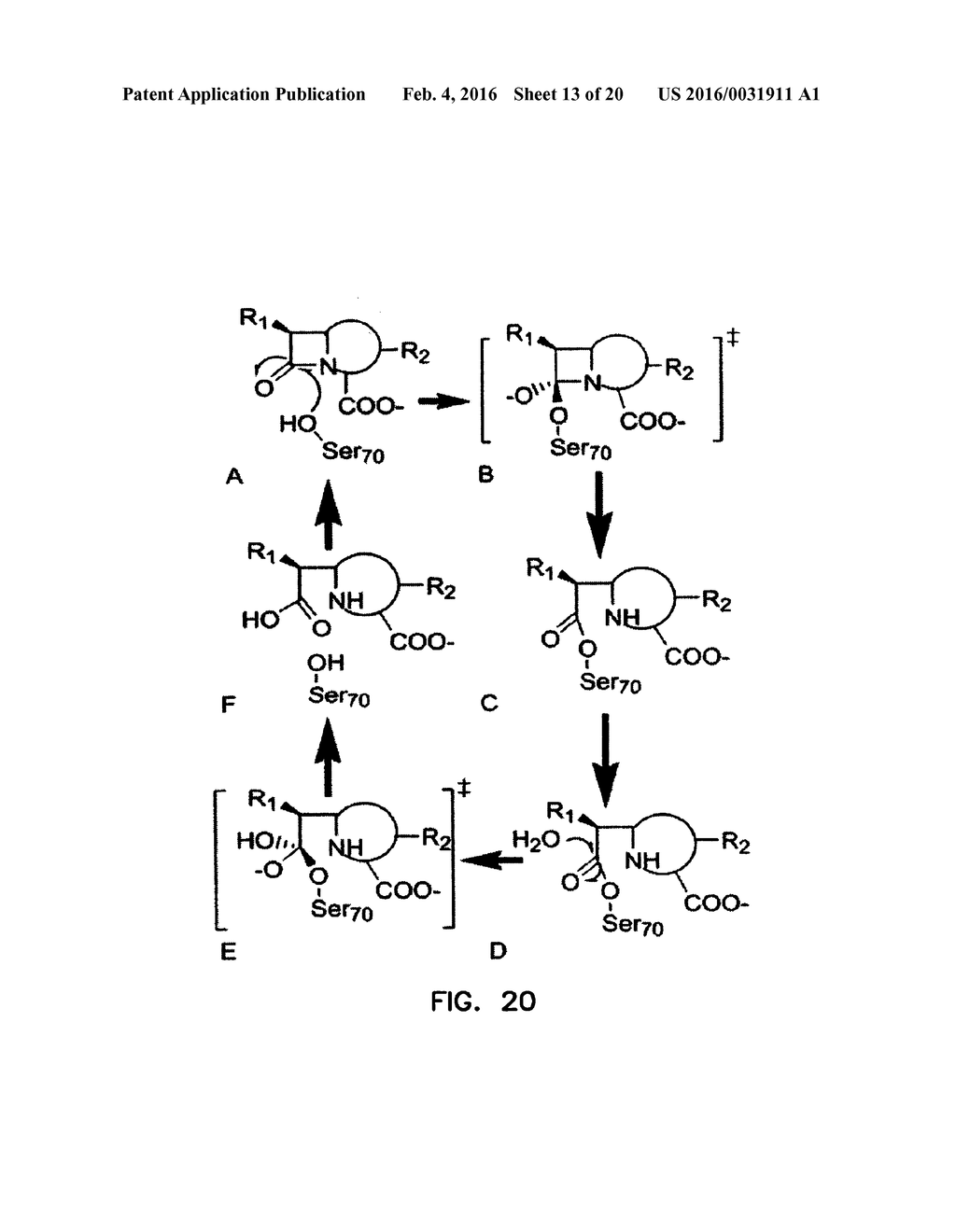 COVALENT TETHERING OF FUNCTIONAL GROUPS TO PROTEINS - diagram, schematic, and image 14