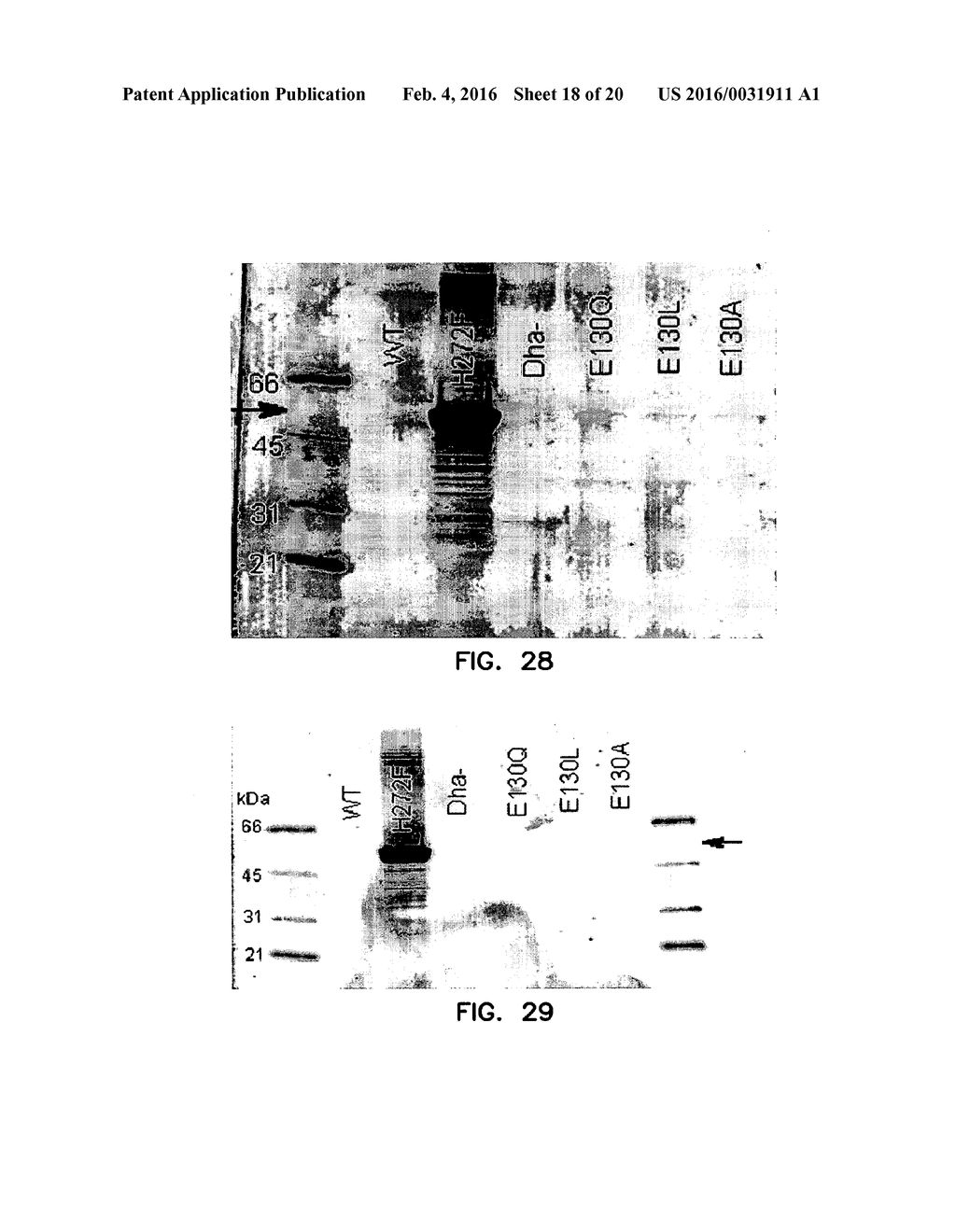 COVALENT TETHERING OF FUNCTIONAL GROUPS TO PROTEINS - diagram, schematic, and image 19