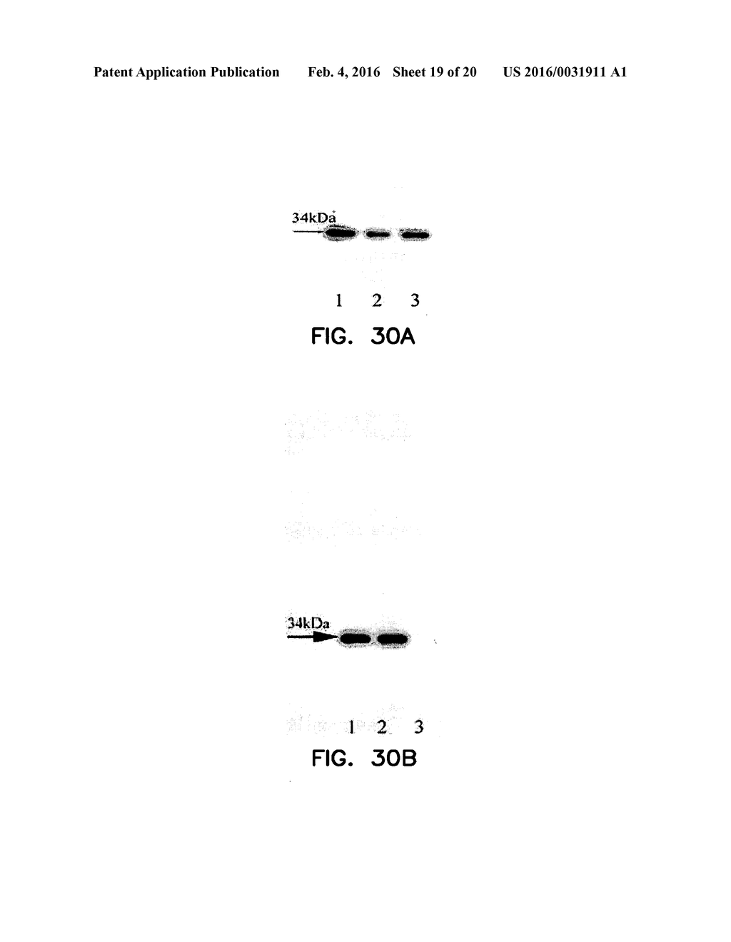 COVALENT TETHERING OF FUNCTIONAL GROUPS TO PROTEINS - diagram, schematic, and image 20