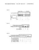 METHODS AND COMPOSITIONS USEFUL IN MANIPULATING THE STABILITY OF RE1     SILENCING TRANSCRIPTION FACTOR diagram and image