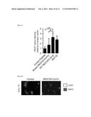 METHODS AND COMPOSITIONS USEFUL IN MANIPULATING THE STABILITY OF RE1     SILENCING TRANSCRIPTION FACTOR diagram and image