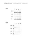 METHODS AND COMPOSITIONS USEFUL IN MANIPULATING THE STABILITY OF RE1     SILENCING TRANSCRIPTION FACTOR diagram and image