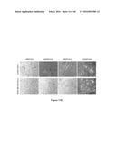 CHARGE-ENGINEERED ANTIBODIES OR COMPOSITIONS OF PENETRATION-ENHANCED     TARGETING PROTEINS AND METHODS OF USE diagram and image