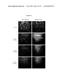 COMPOSITIONS AND METHODS FOR OBTAINING ENRICHED MESENCHYMAL STEM CELL     CULTURES diagram and image