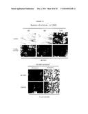 COMPOSITIONS AND METHODS FOR OBTAINING ENRICHED MESENCHYMAL STEM CELL     CULTURES diagram and image