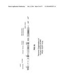 CHIMERIC PESTIVIRUS WITH INSERTION IN 3  NONTRANSLATED REGION (3  NTR)     WITH STABLE REPLICATION AND RNASE RESISTANCE diagram and image