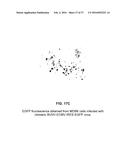 CHIMERIC PESTIVIRUS WITH INSERTION IN 3  NONTRANSLATED REGION (3  NTR)     WITH STABLE REPLICATION AND RNASE RESISTANCE diagram and image