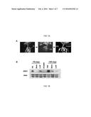 NOVEL GENE IbENOD93 AND TRANSGENIC PLANTS USING THE SAME diagram and image