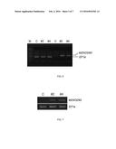 NOVEL GENE IbENOD93 AND TRANSGENIC PLANTS USING THE SAME diagram and image